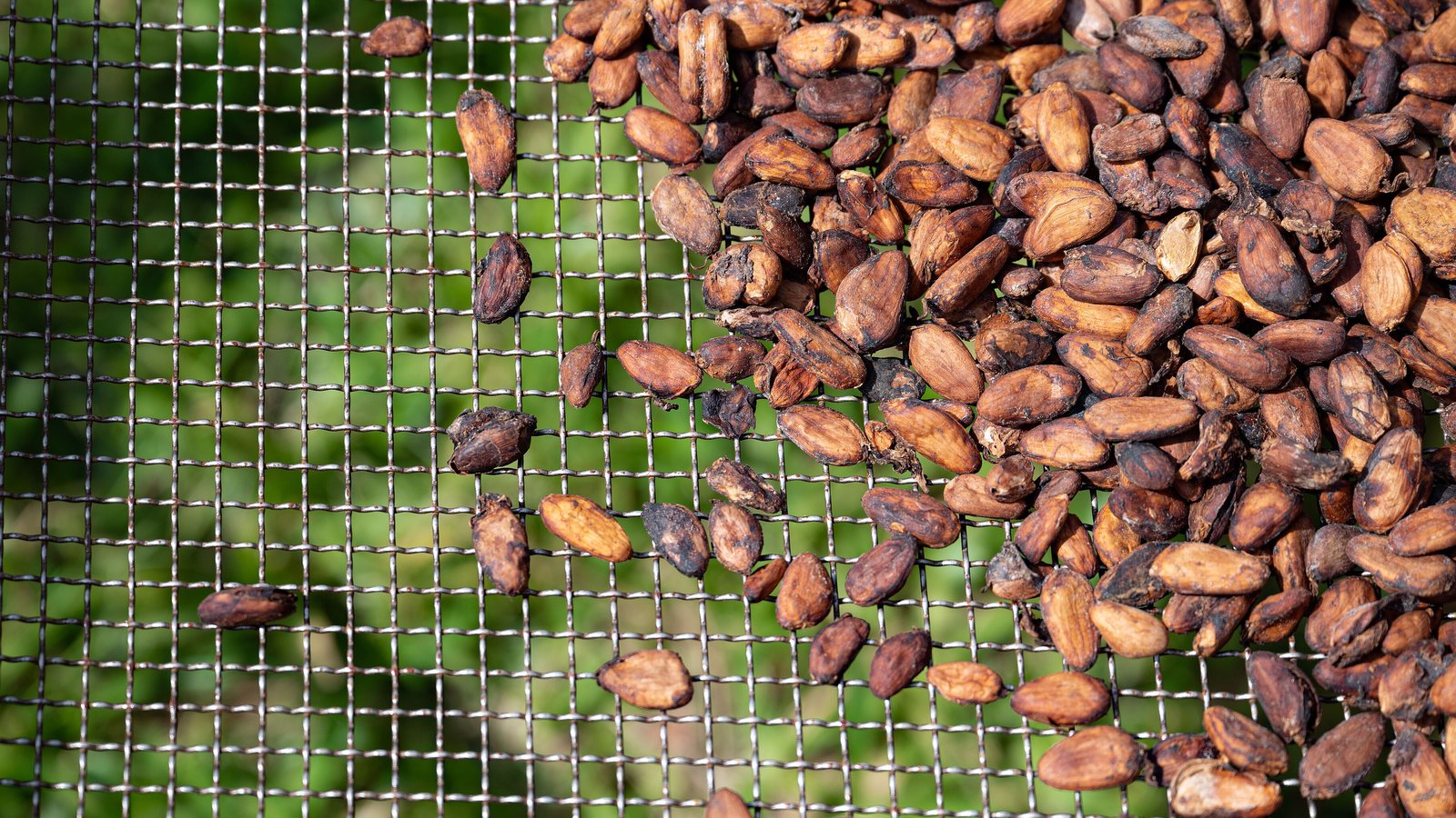 Fèves de cacao au séchage, Soubré